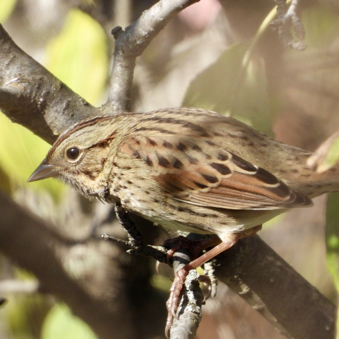 Lincoln's Sparrow - ML642878282