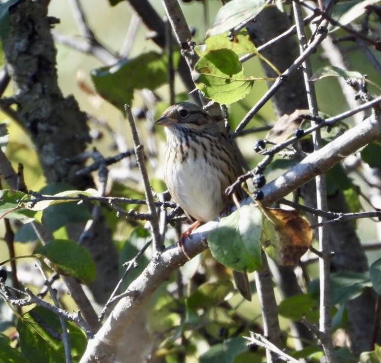 Lincoln's Sparrow - ML642878283