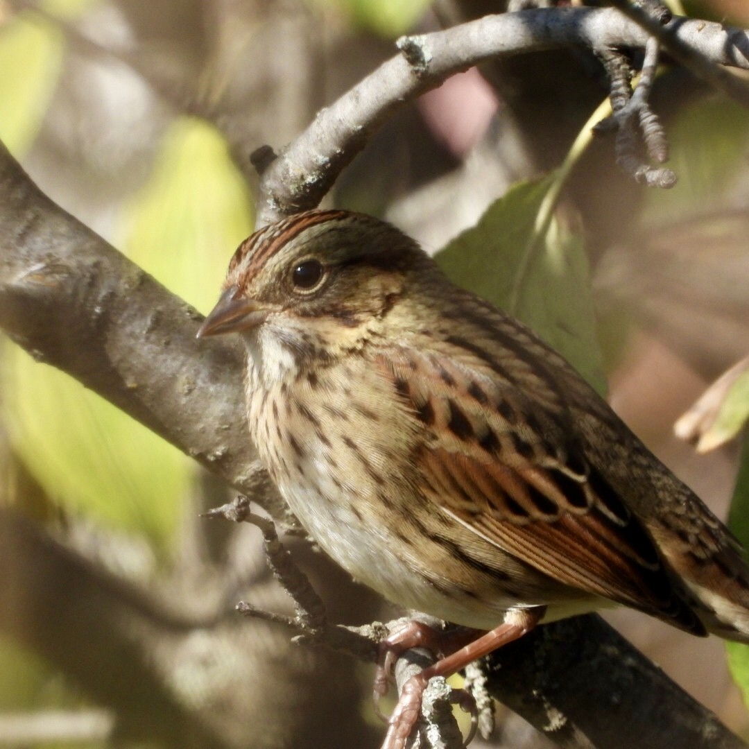 Lincoln's Sparrow - ML642878284