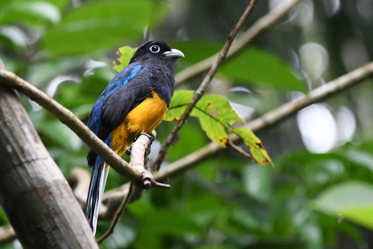 White-tailed Trogon - ML642878294