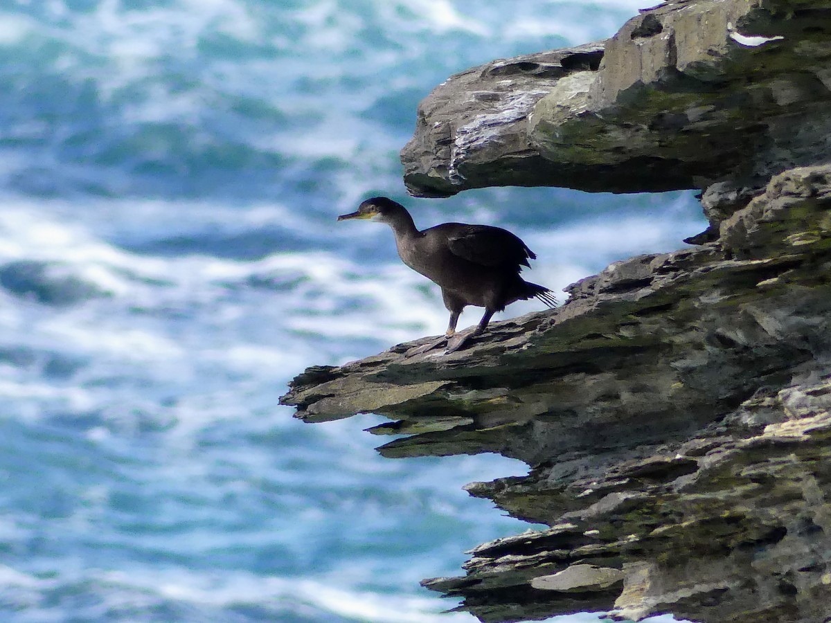 European Shag - ML642878306