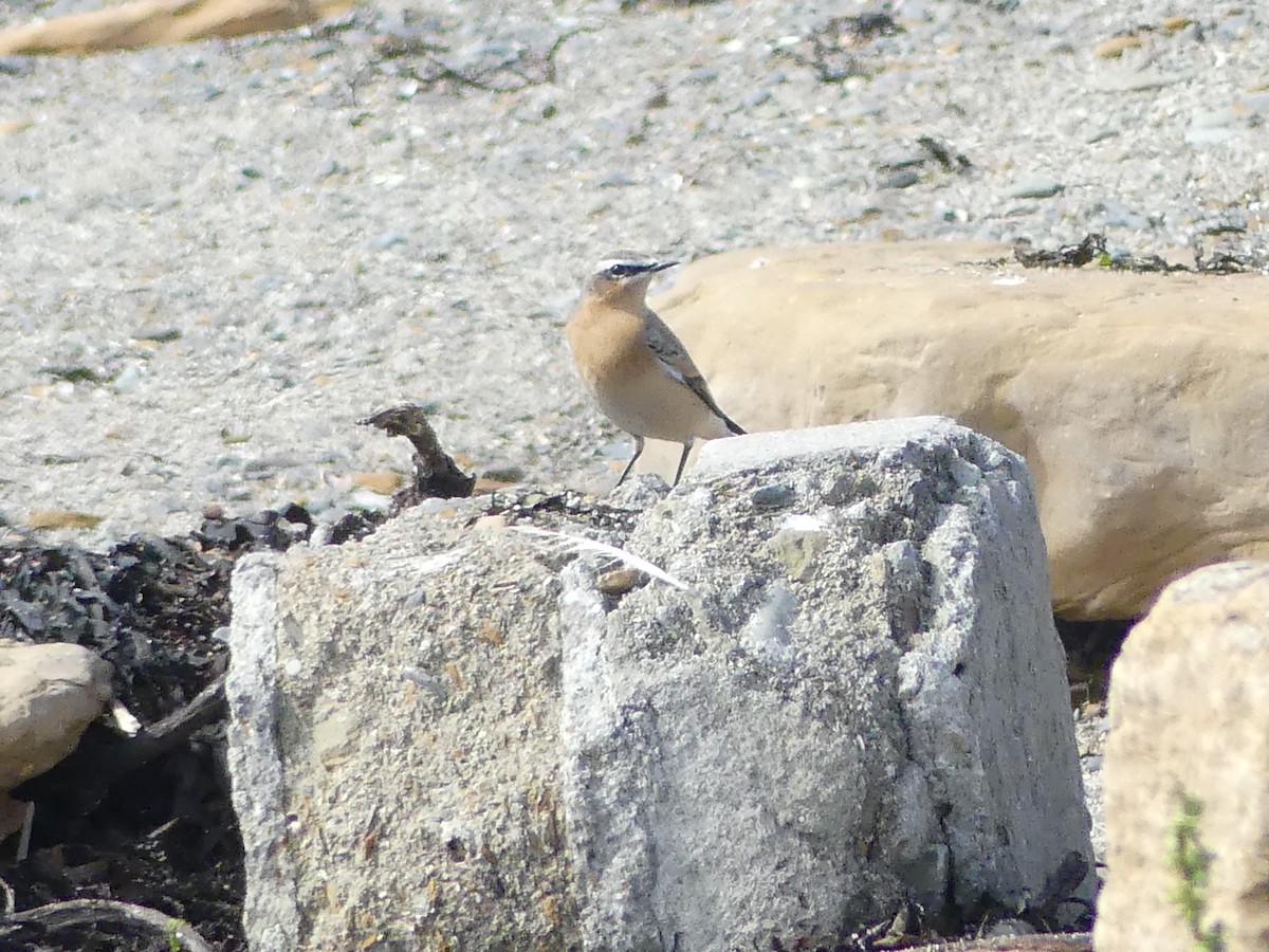 Buztanzuri arrunta (oenanthe/libanotica) - ML642878324