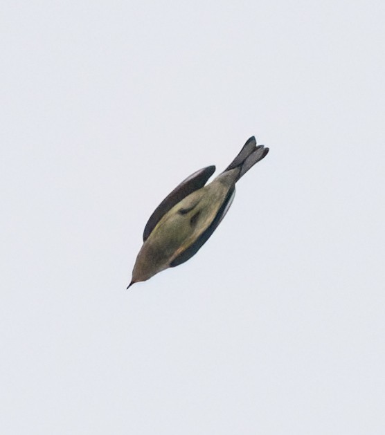 Yellow-rumped Warbler - ML642878325