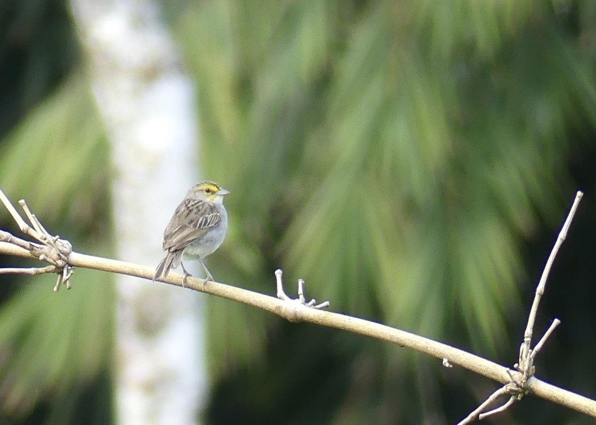 Yellow-browed Sparrow - ML642878328