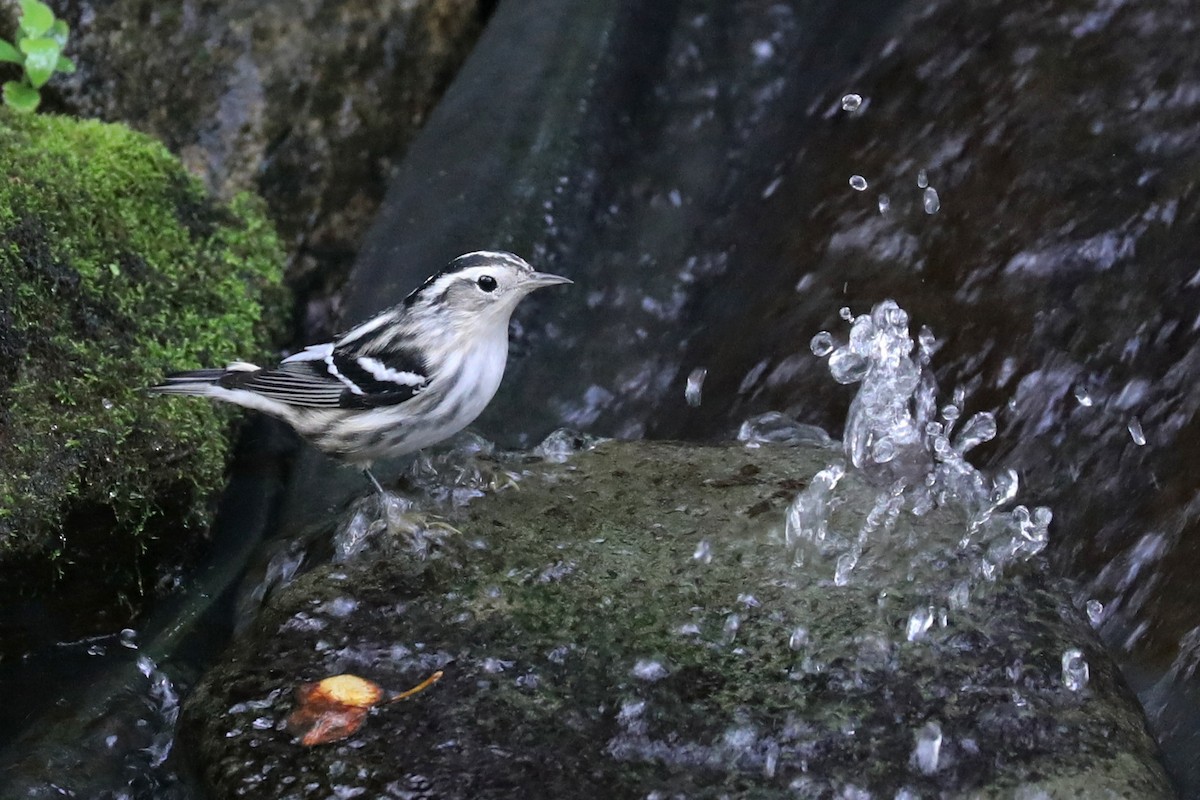 Black-and-white Warbler - ML642878337