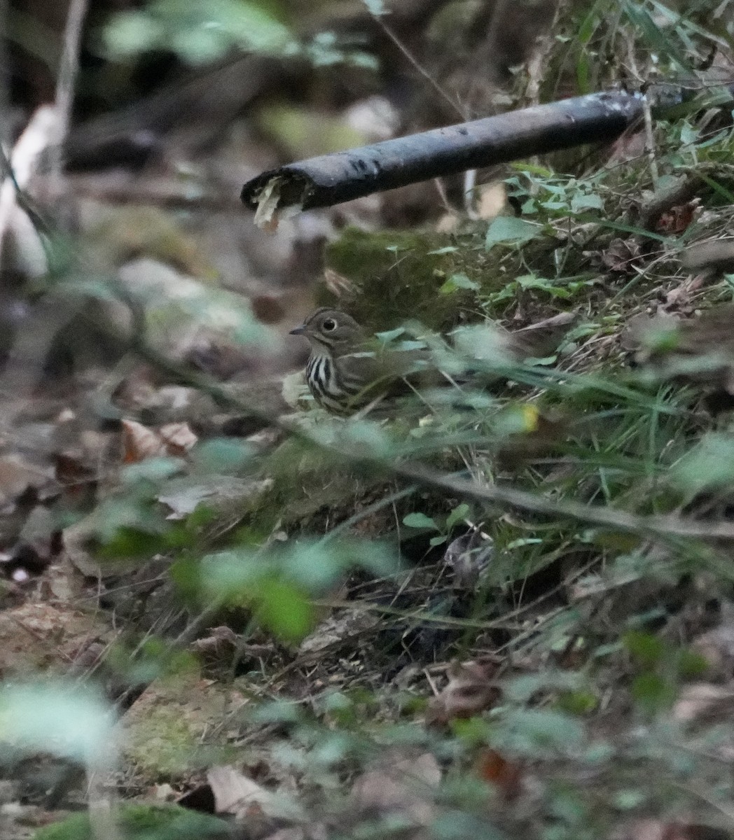 Ovenbird - ML642878358