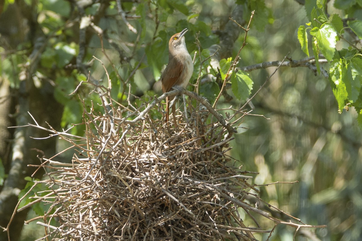 Greater Thornbird - ML642878362