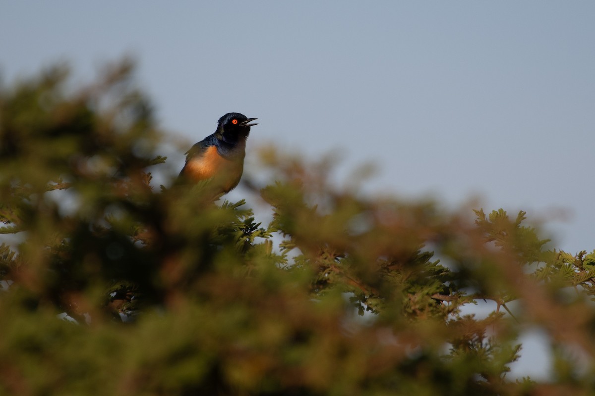 Hildebrandt's Starling - ML642878368
