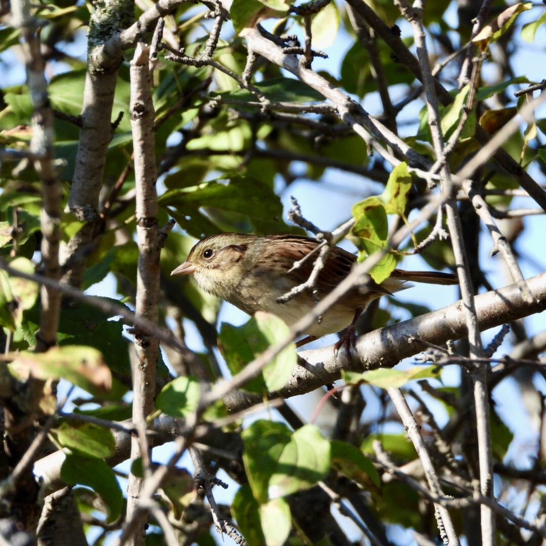 Swamp Sparrow - ML642878372