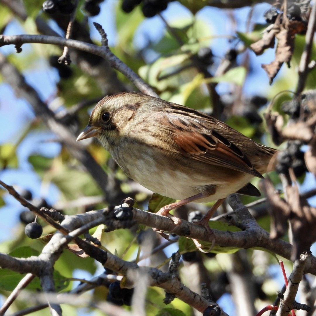 Swamp Sparrow - ML642878373