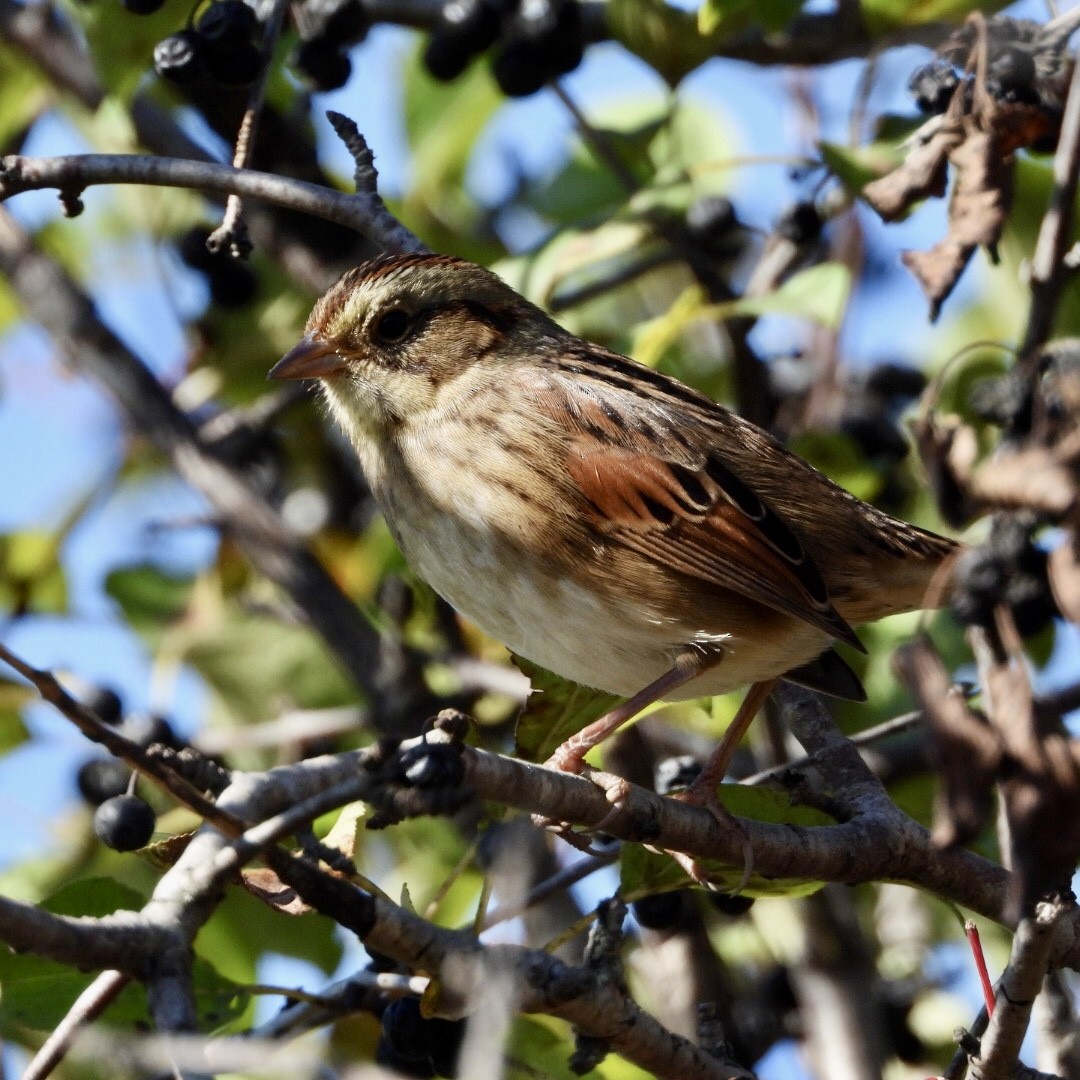 Swamp Sparrow - ML642878374