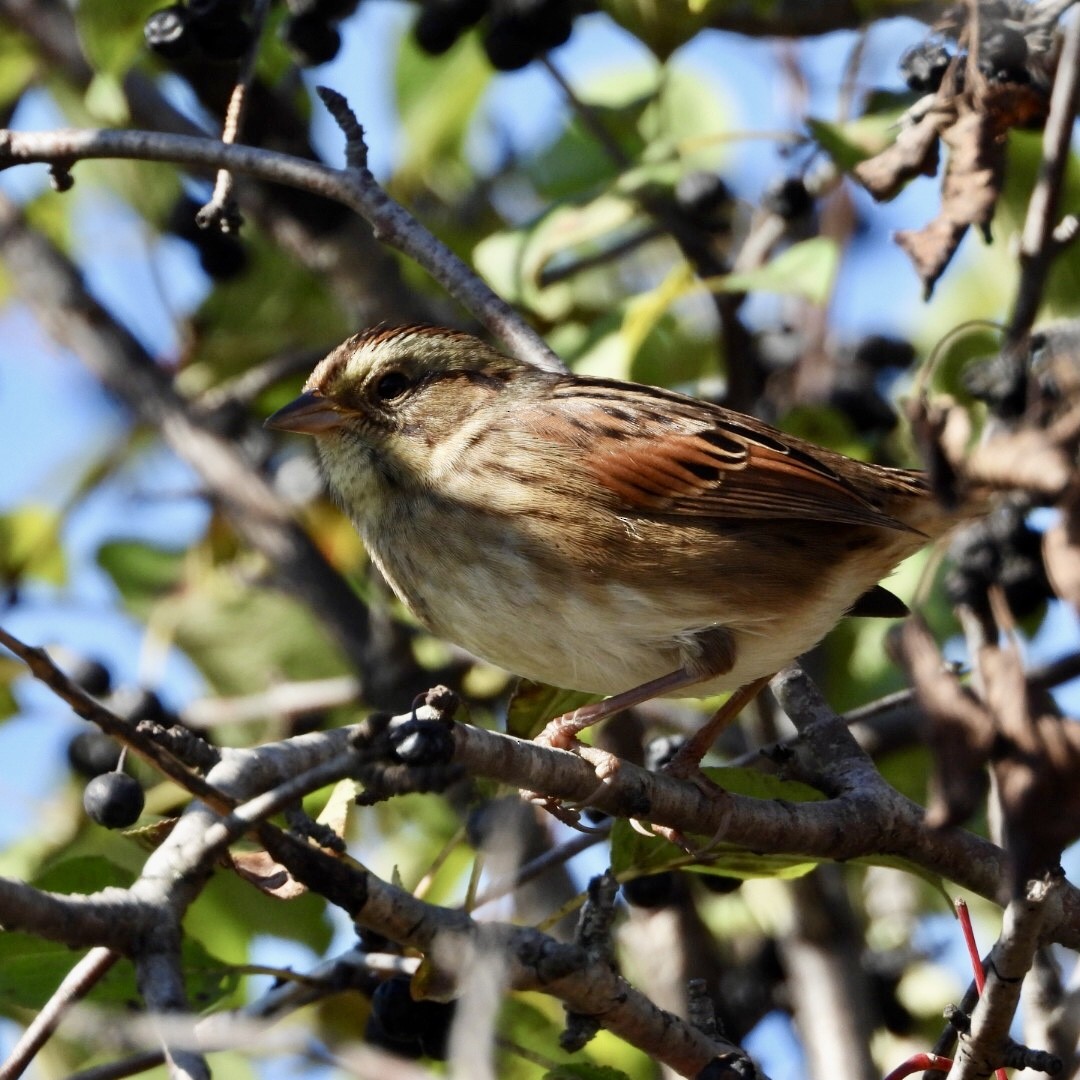 Swamp Sparrow - ML642878375
