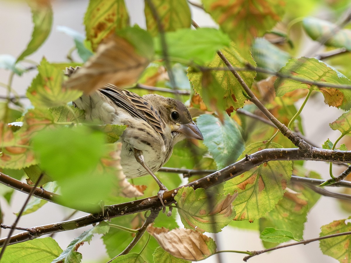 Dickcissel - ML642878408