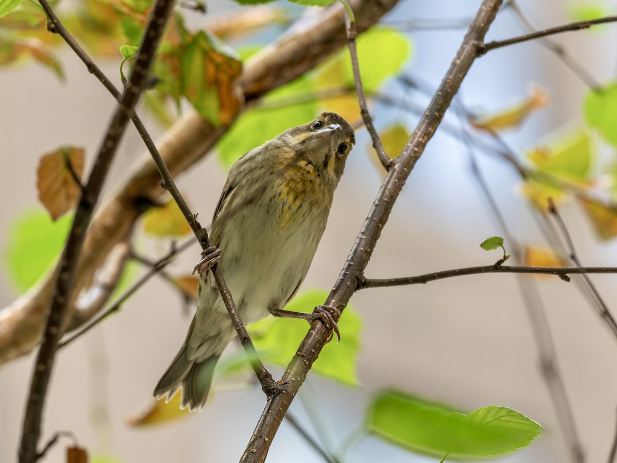 Dickcissel - ML642878409