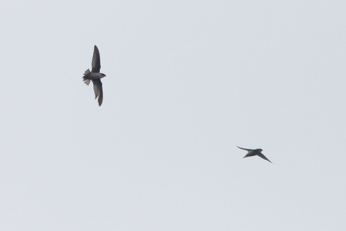 Vaux's Swift - ML642878425