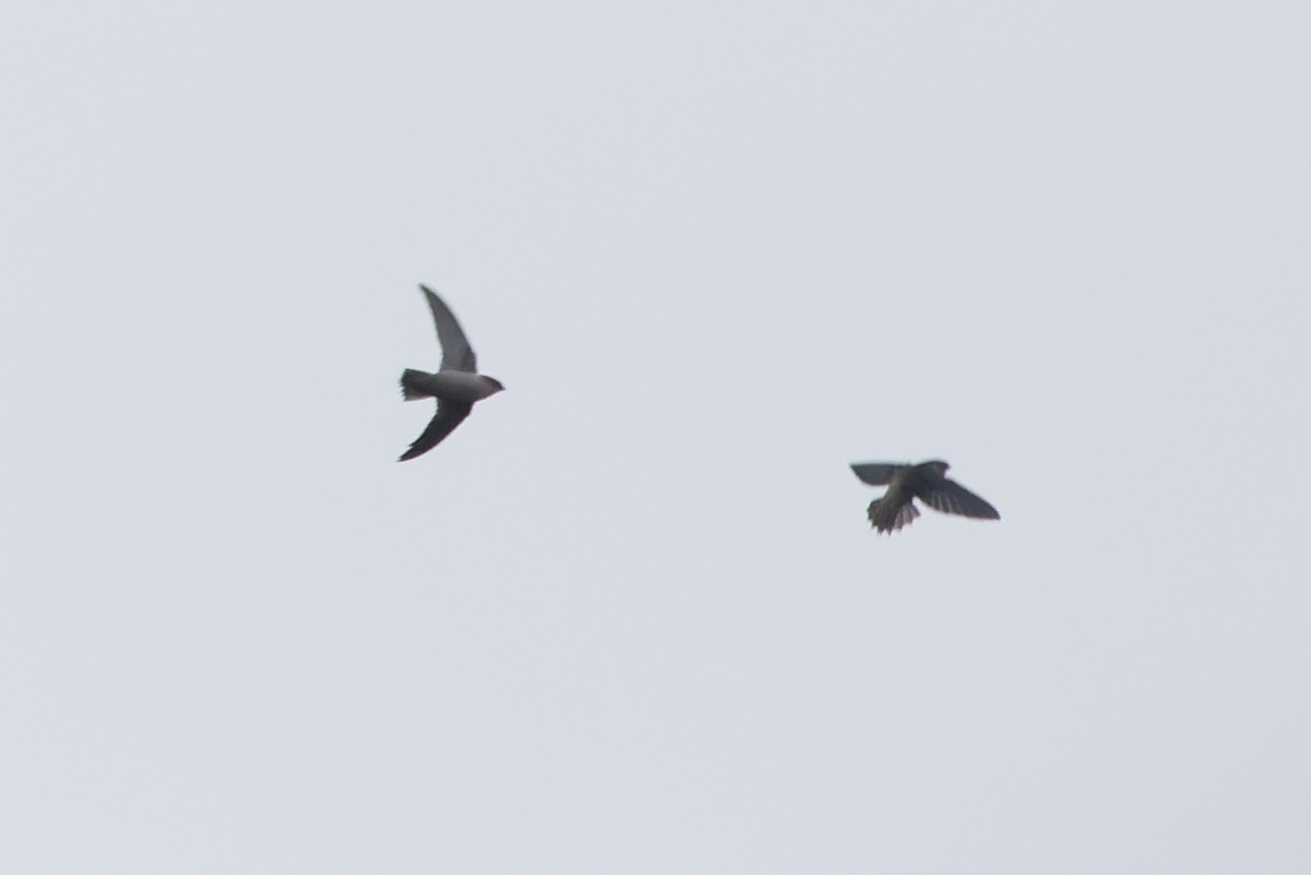 Vaux's Swift - ML642878426