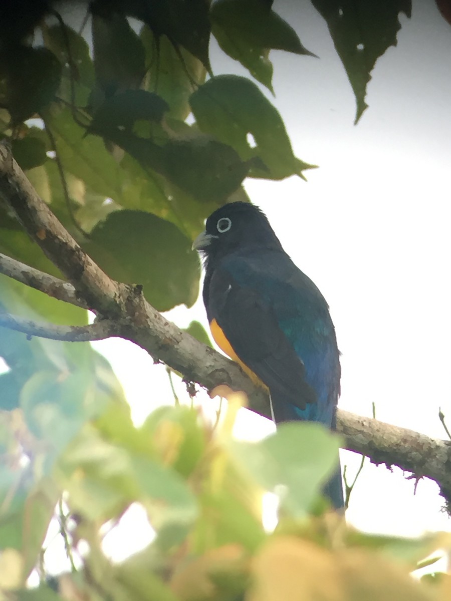 Amazonian Trogon - ML642878430