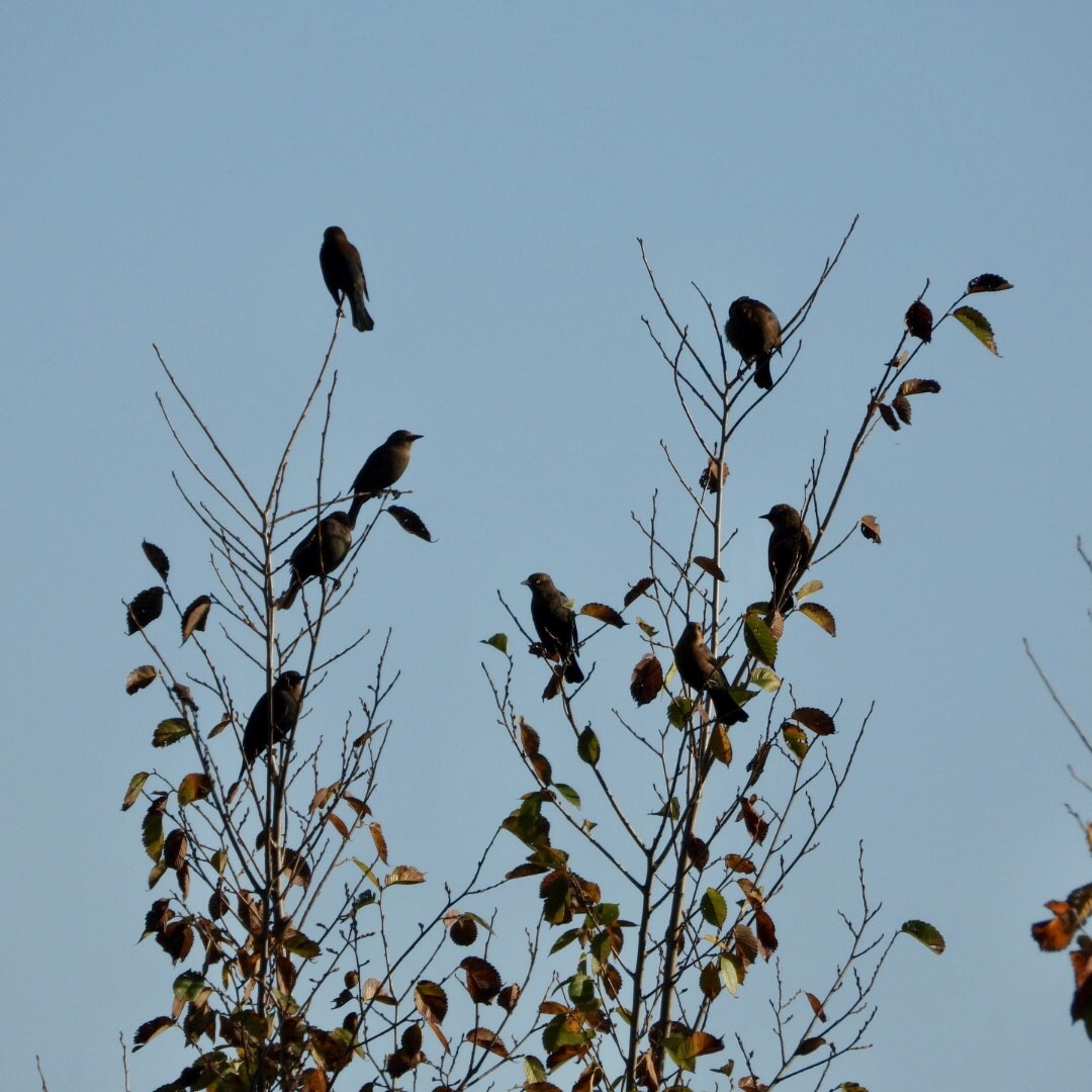 Rusty Blackbird - ML642878441