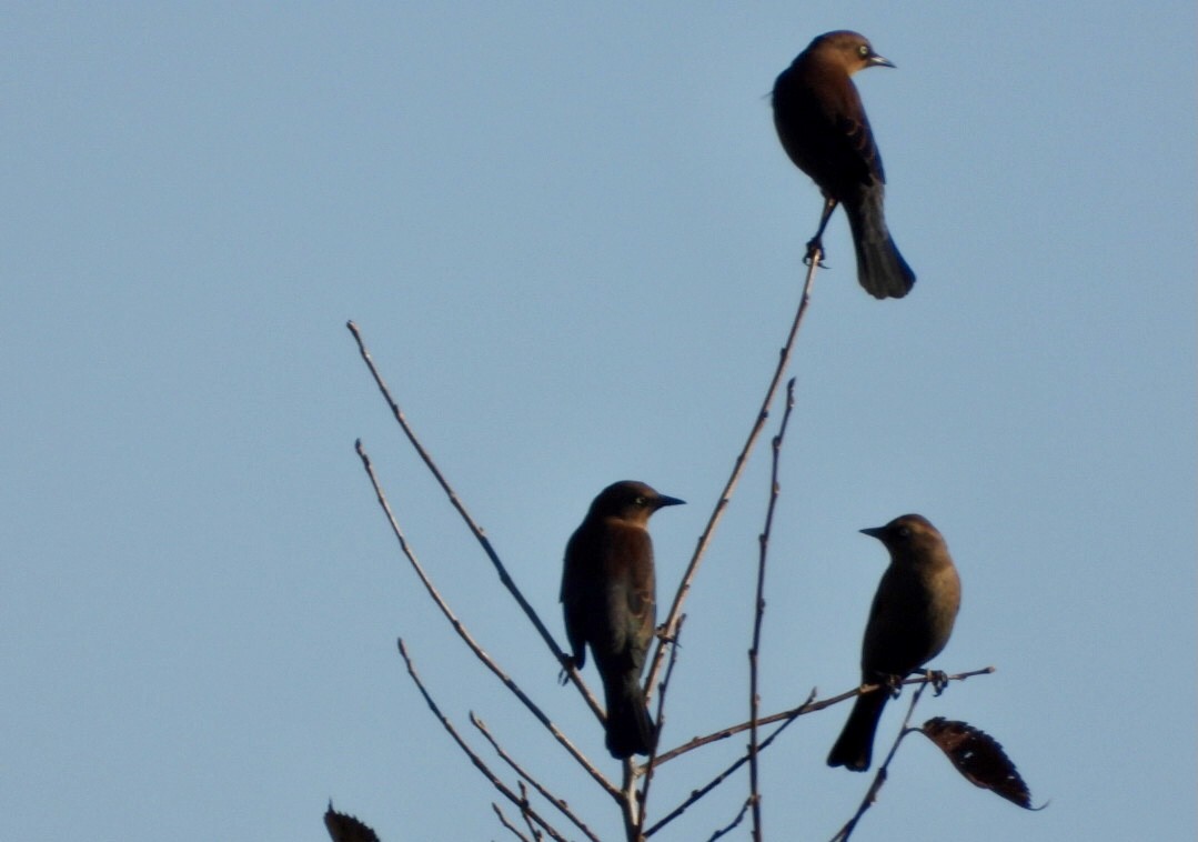 Rusty Blackbird - ML642878442