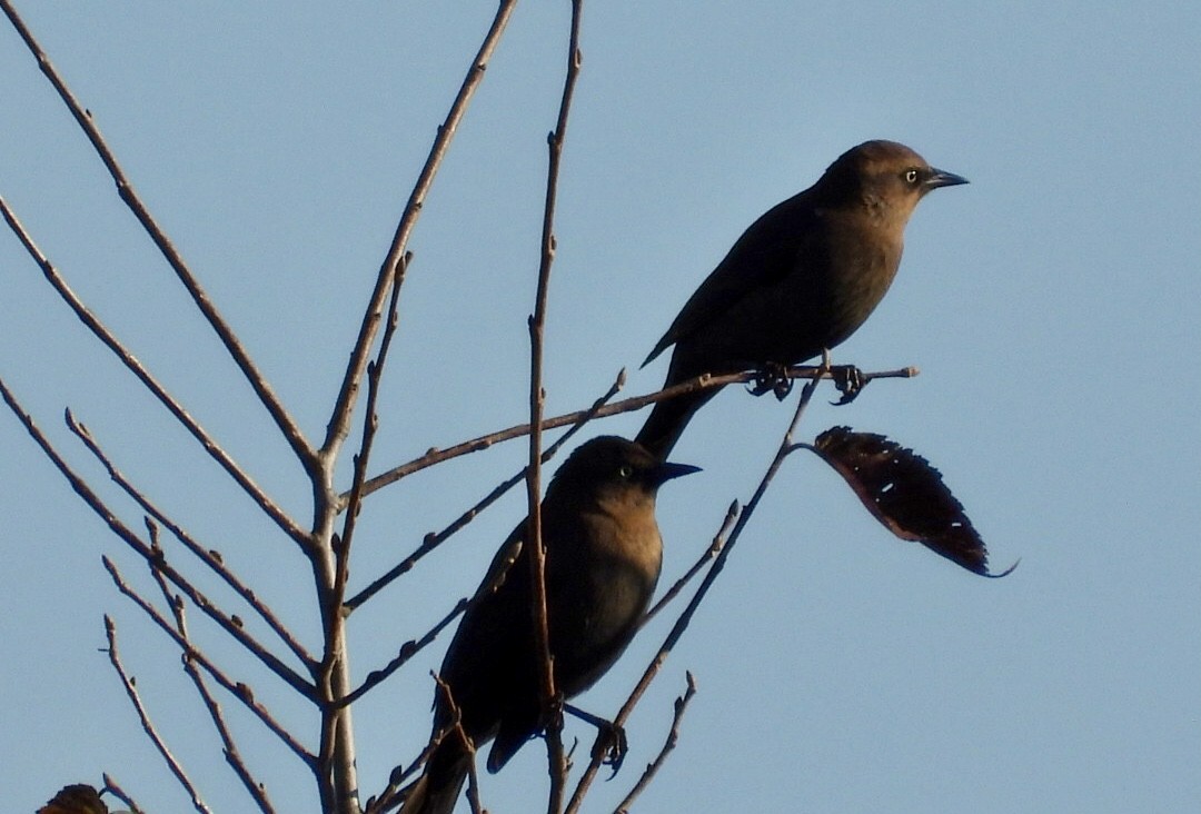 Rusty Blackbird - ML642878443