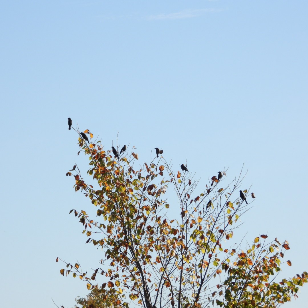 Rusty Blackbird - ML642878444