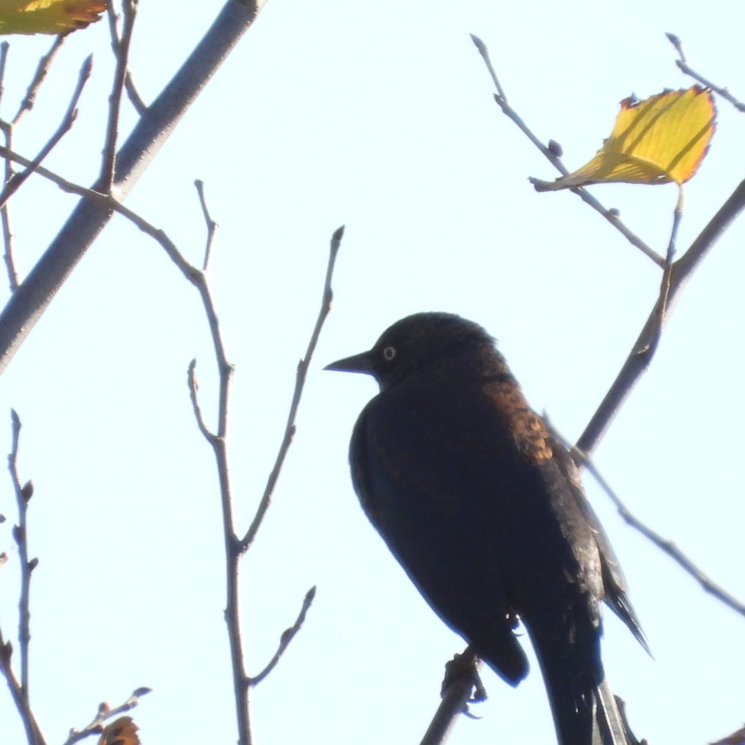Rusty Blackbird - ML642878445