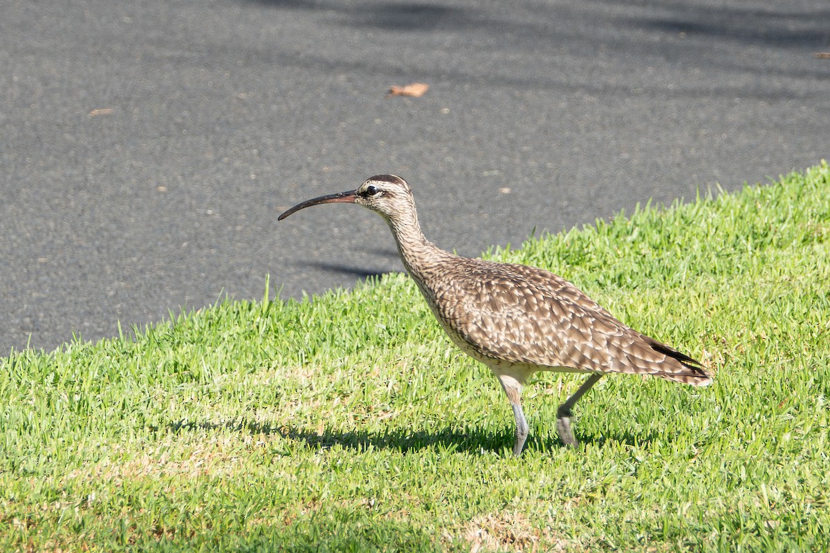 Whimbrel (Hudsonian) - ML642878449