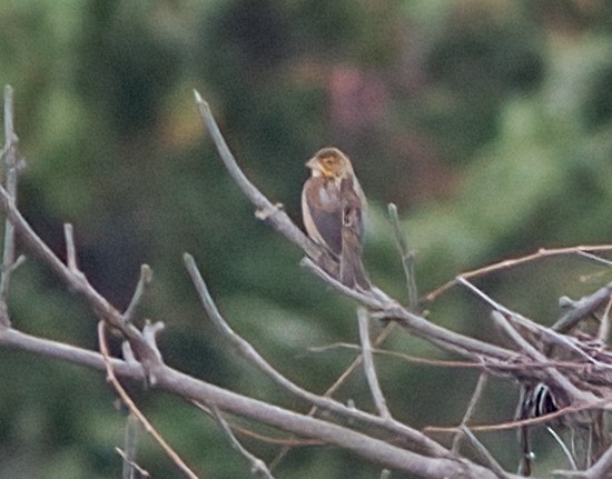 Dickcissel - ML642878453