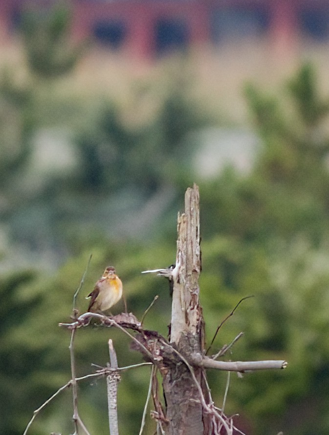 Dickcissel - ML642878455