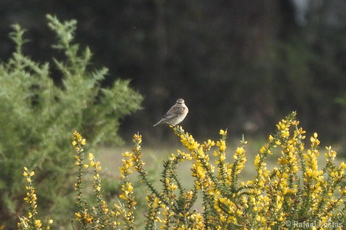 Whinchat - ML642878462