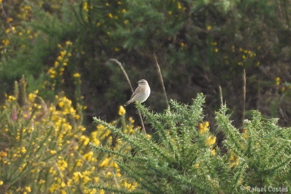 Whinchat - ML642878463