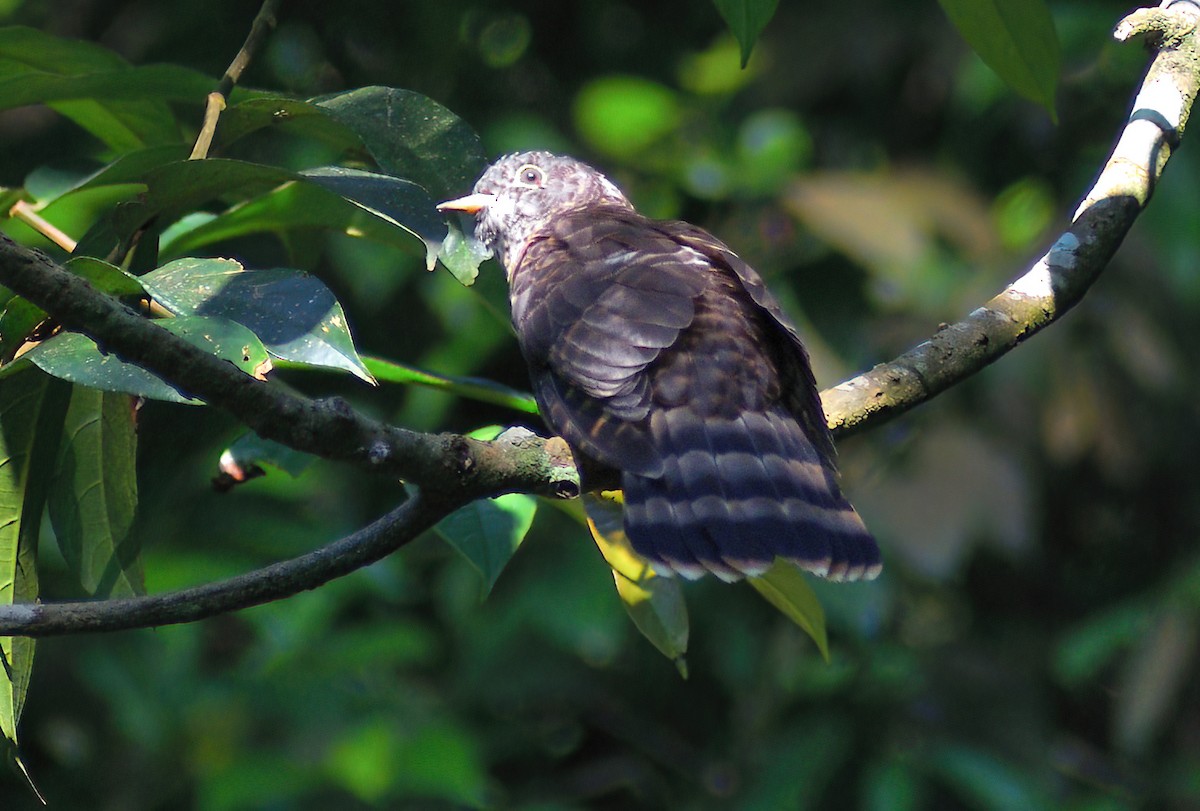 Malaysian Hawk-Cuckoo - ML642878495