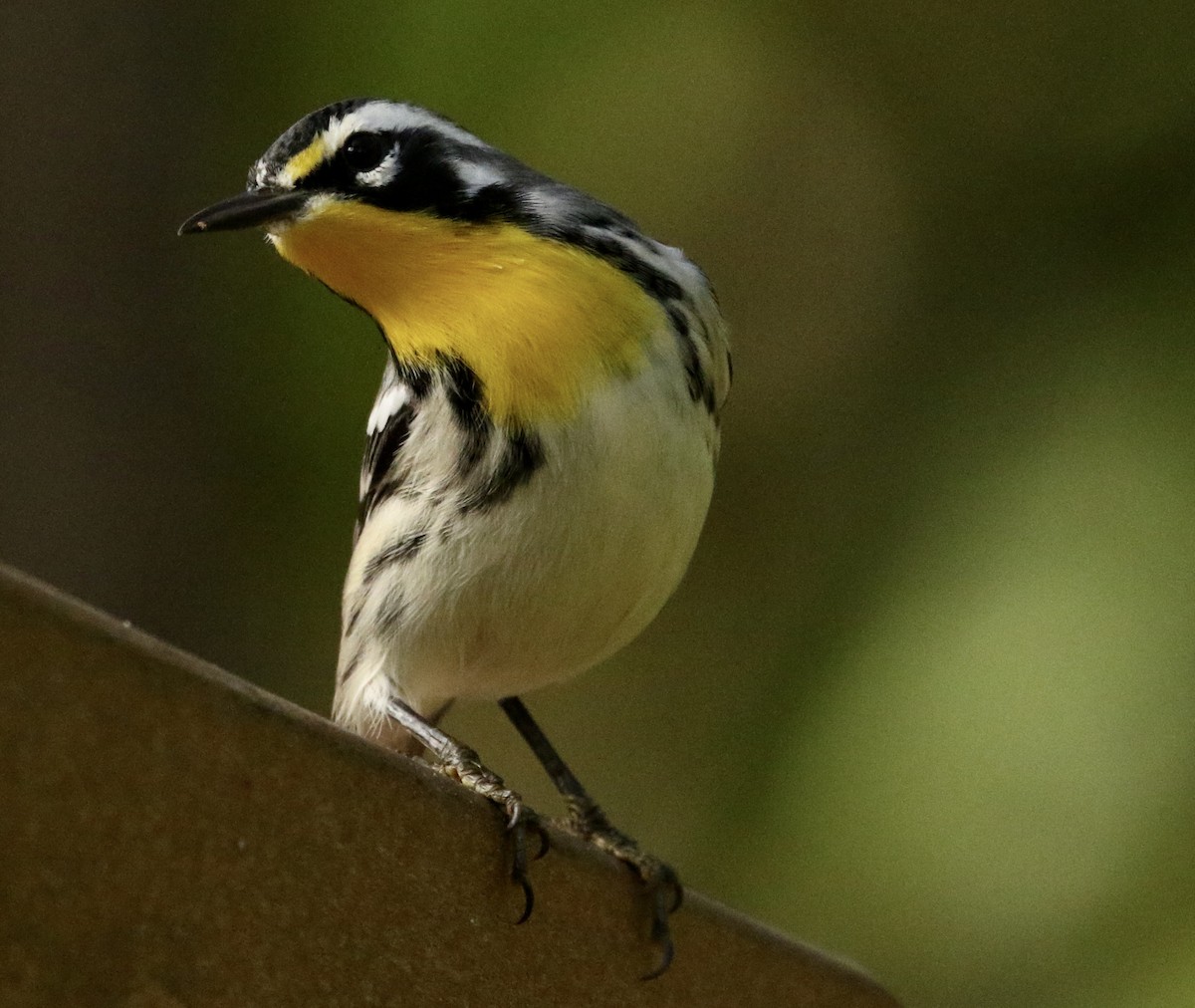Yellow-throated Warbler - ML642878497