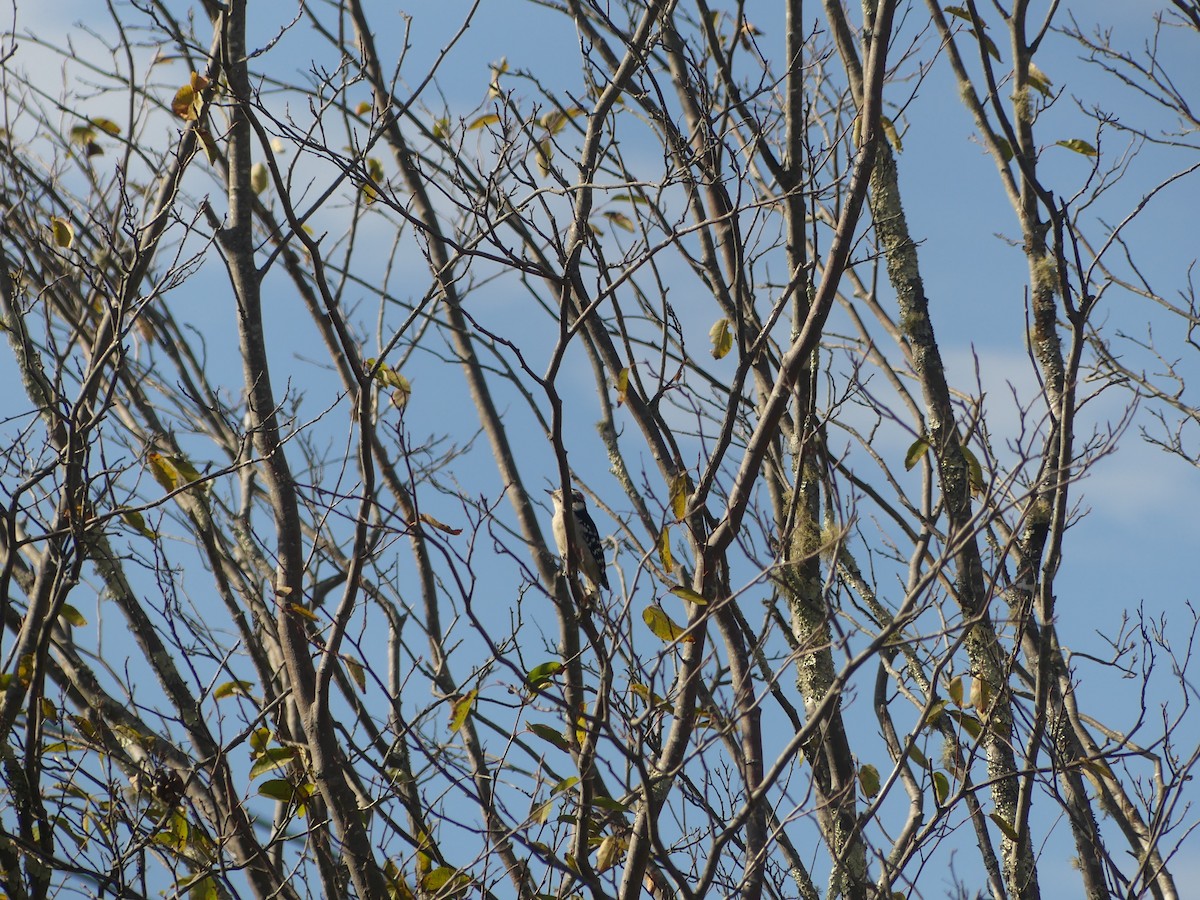 Downy Woodpecker - ML642878520