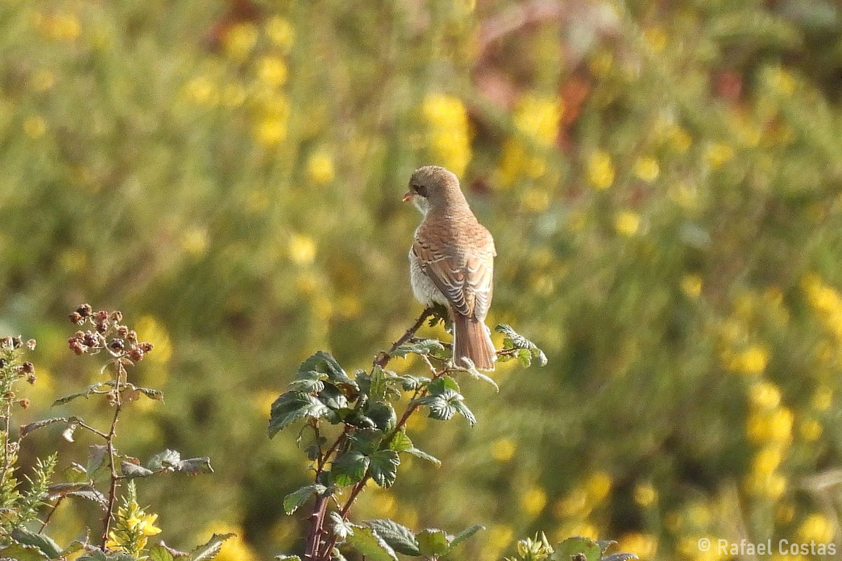 Red-backed Shrike - ML642878526
