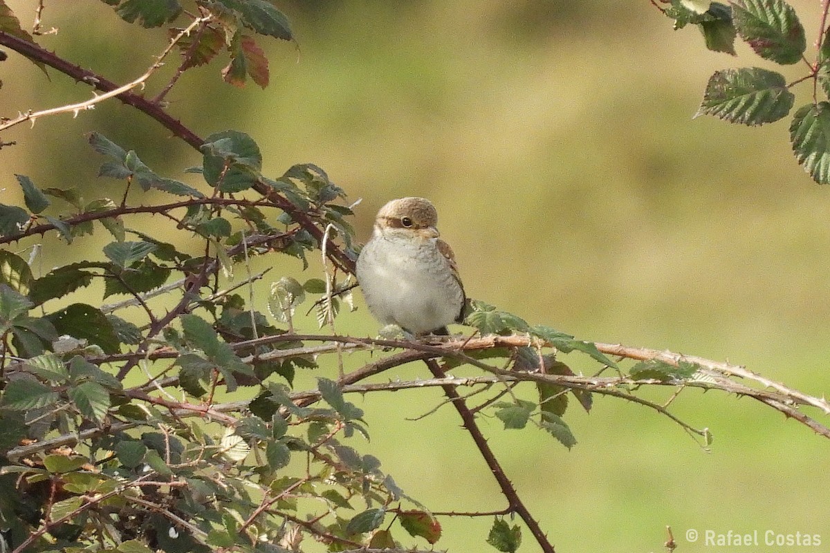 Red-backed Shrike - ML642878527