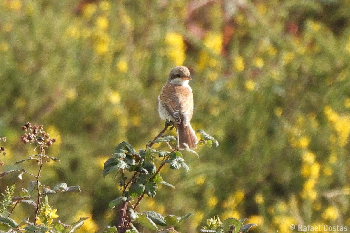 Red-backed Shrike - ML642878528