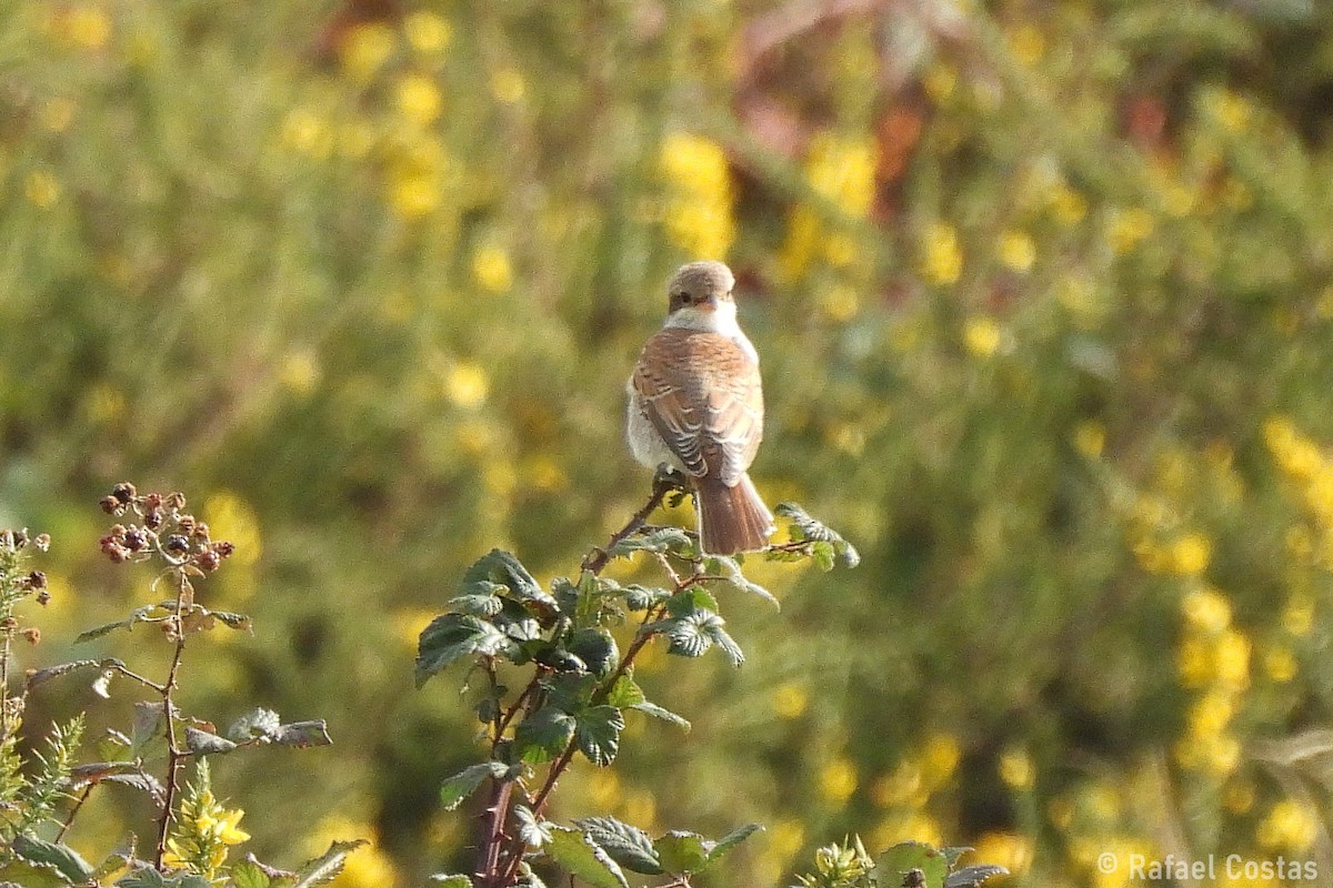 Red-backed Shrike - ML642878529