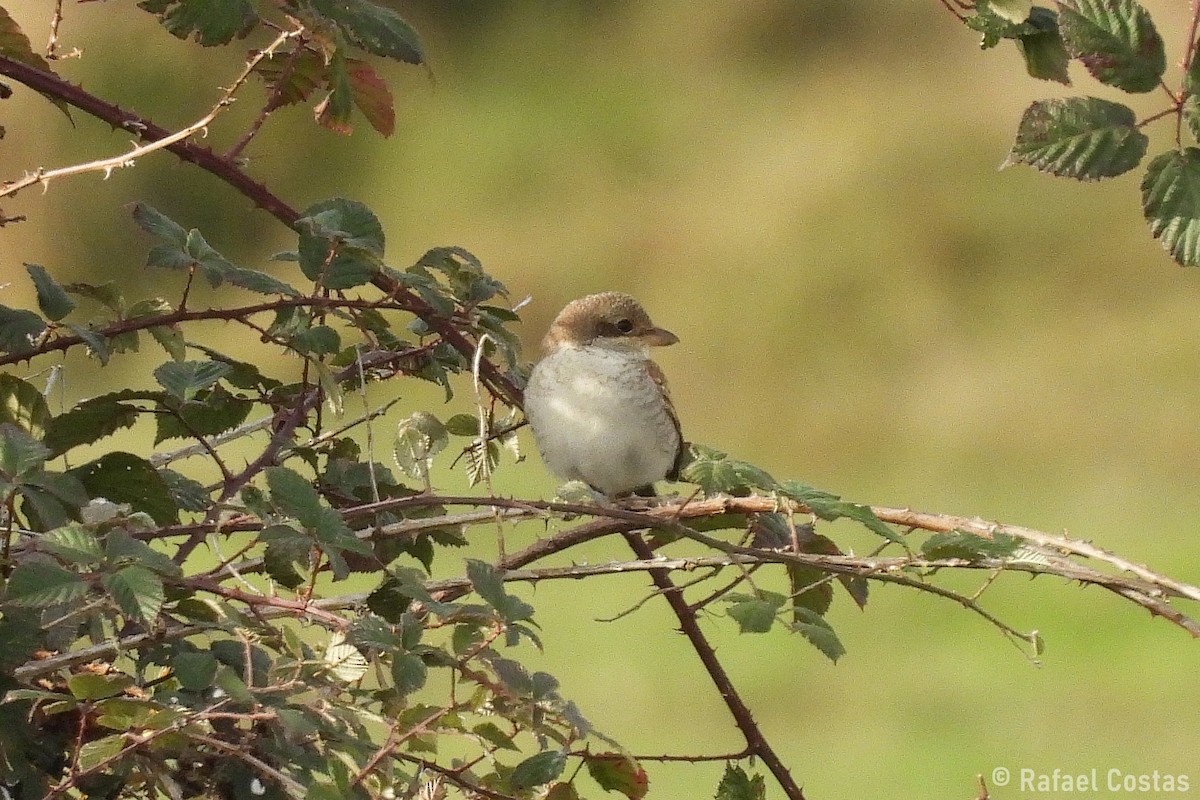 Red-backed Shrike - ML642878530