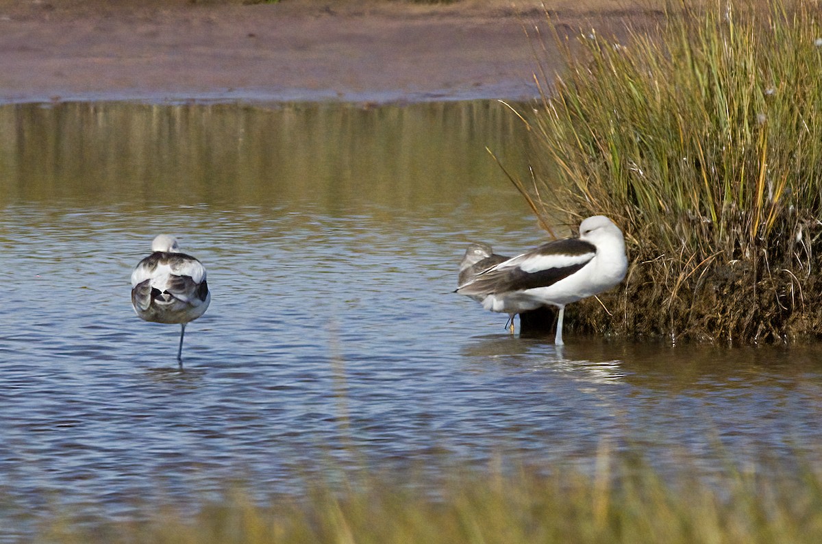 American Avocet - ML642878531