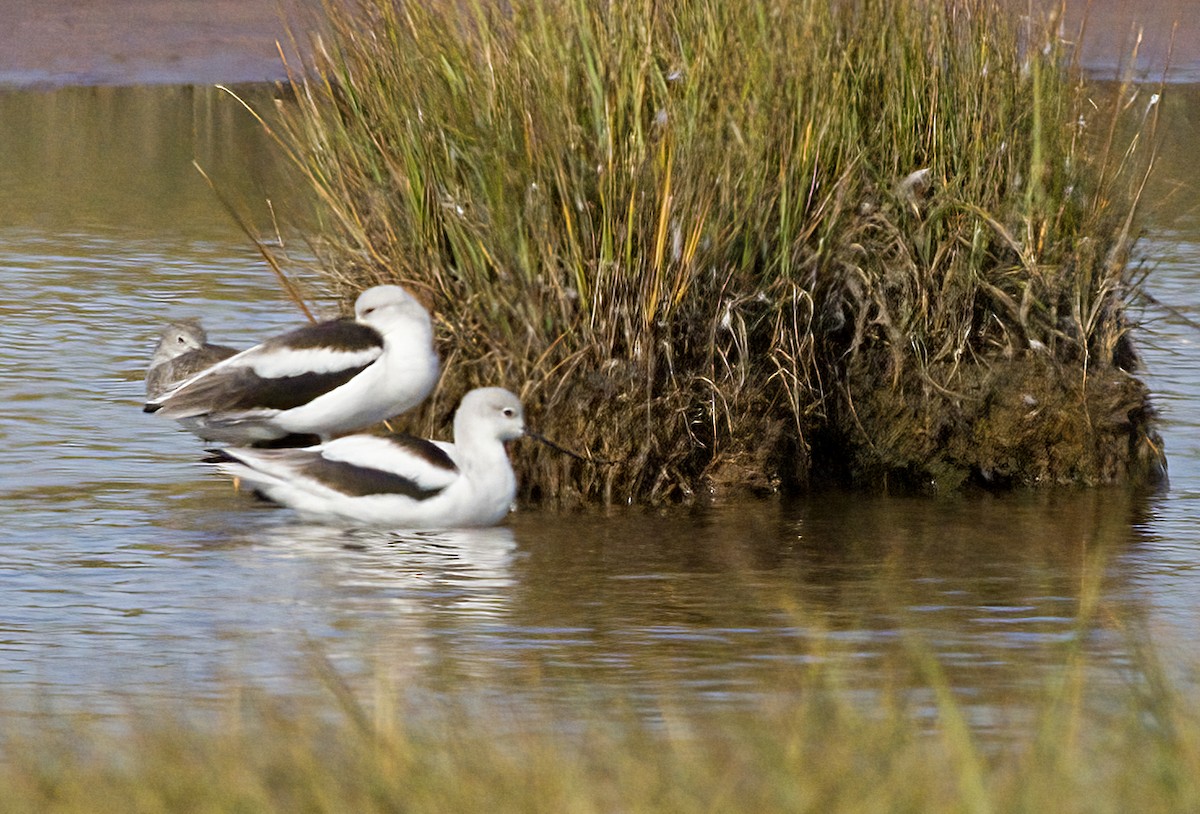 American Avocet - ML642878534