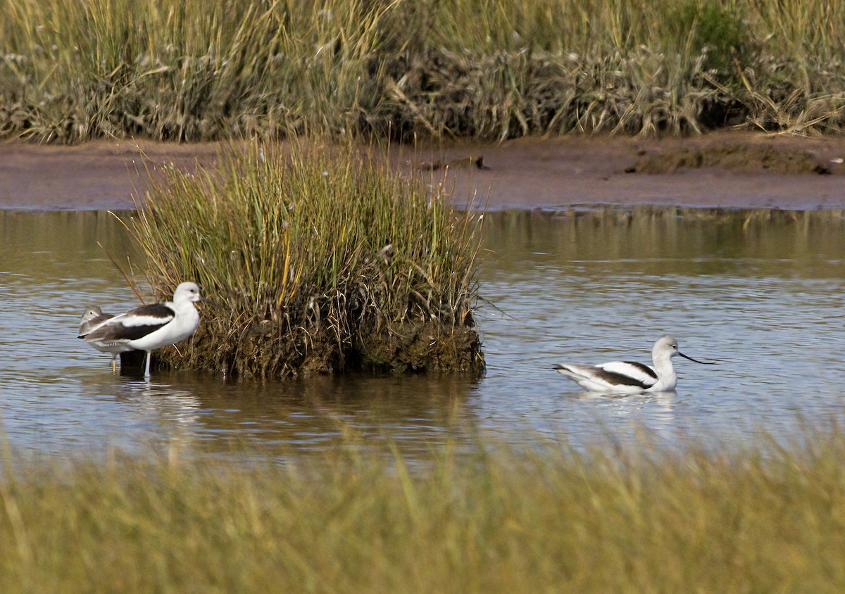 American Avocet - ML642878539