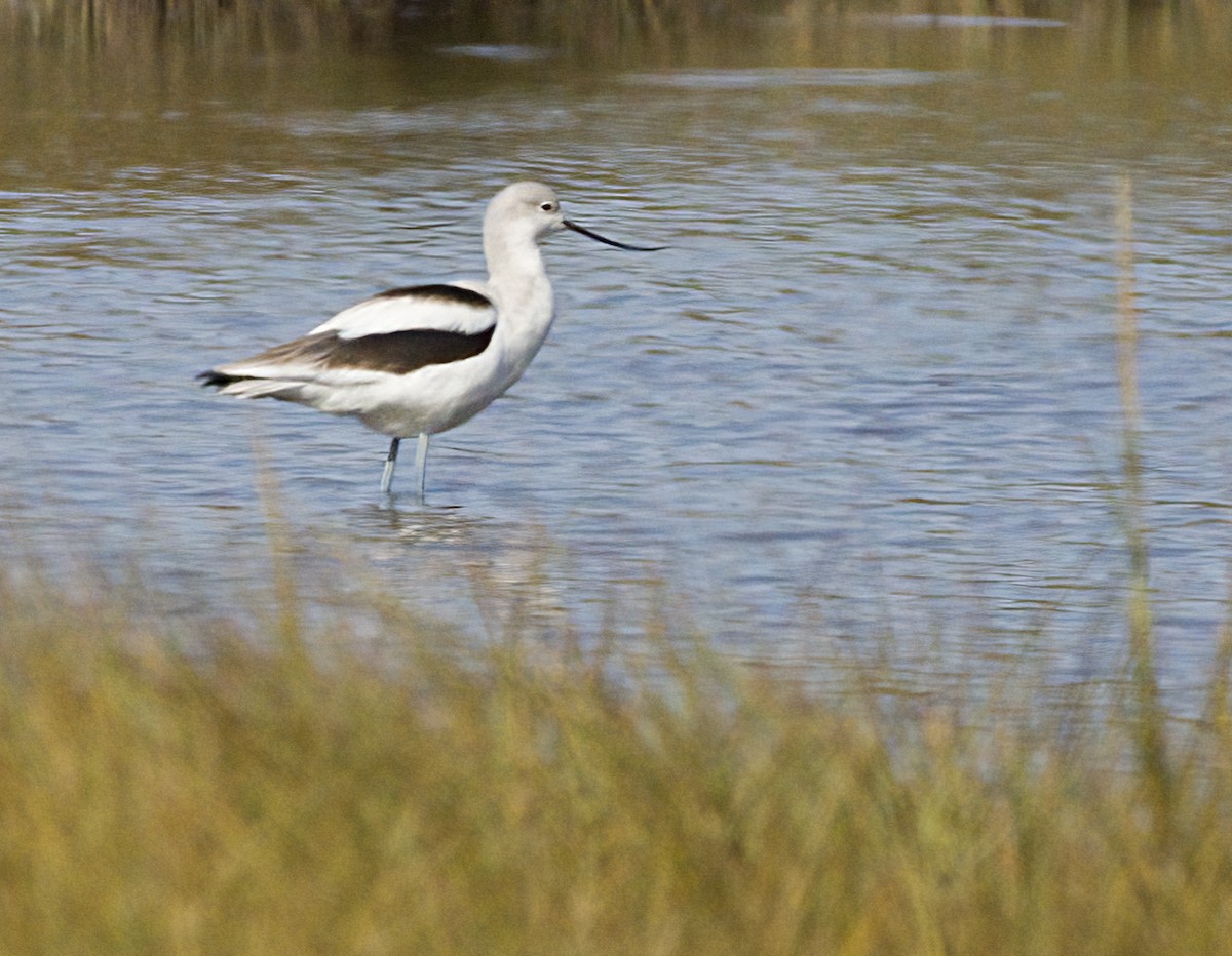 American Avocet - ML642878543