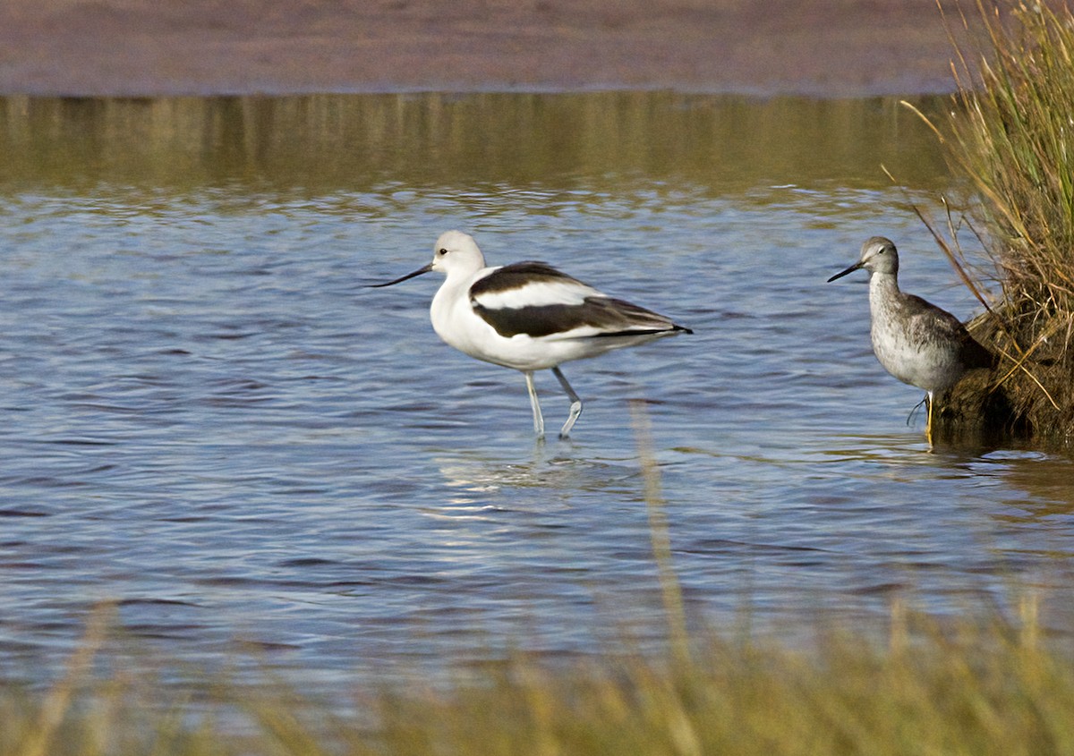American Avocet - ML642878548