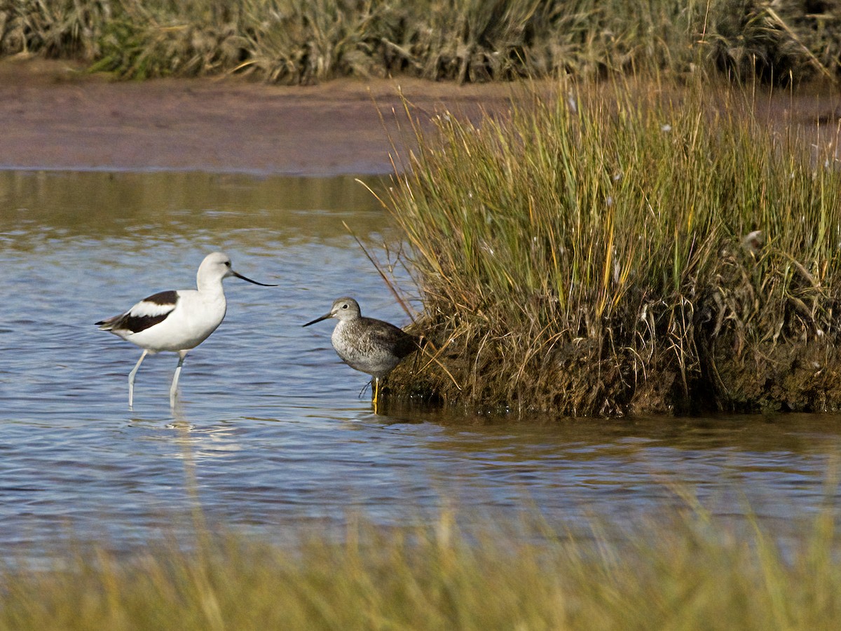 American Avocet - ML642878552