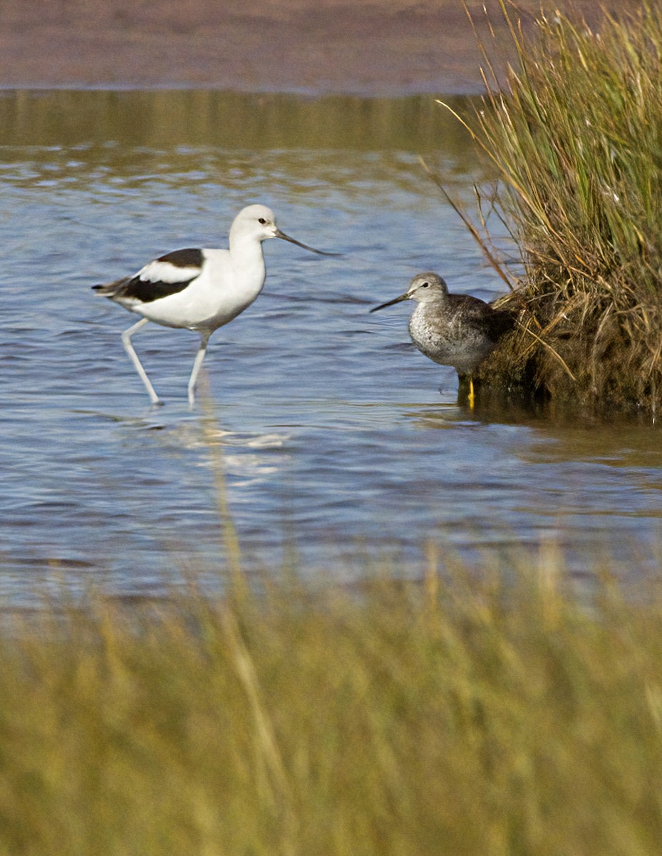 American Avocet - ML642878555