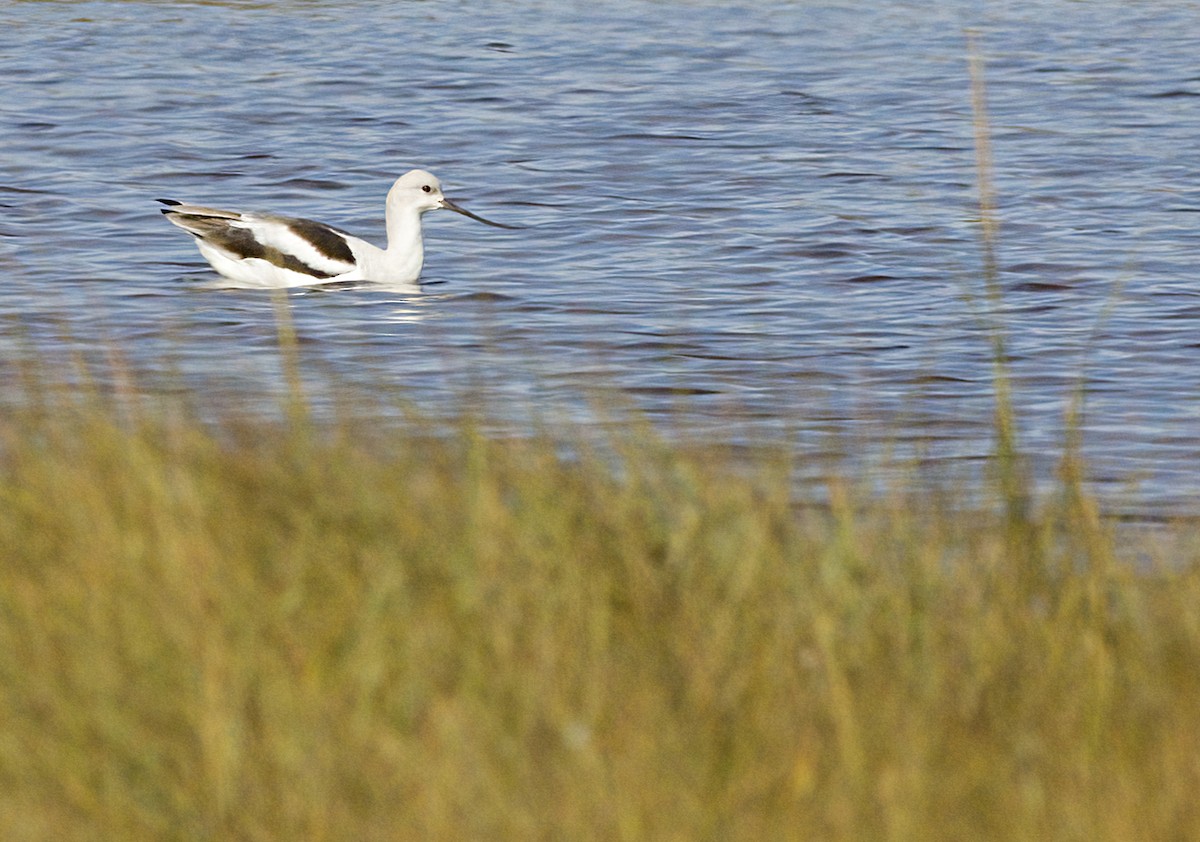 American Avocet - ML642878557
