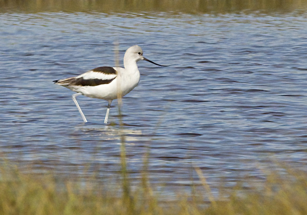 American Avocet - ML642878558