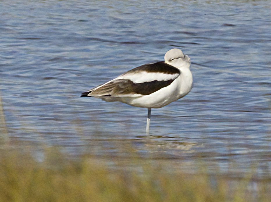 American Avocet - ML642878561