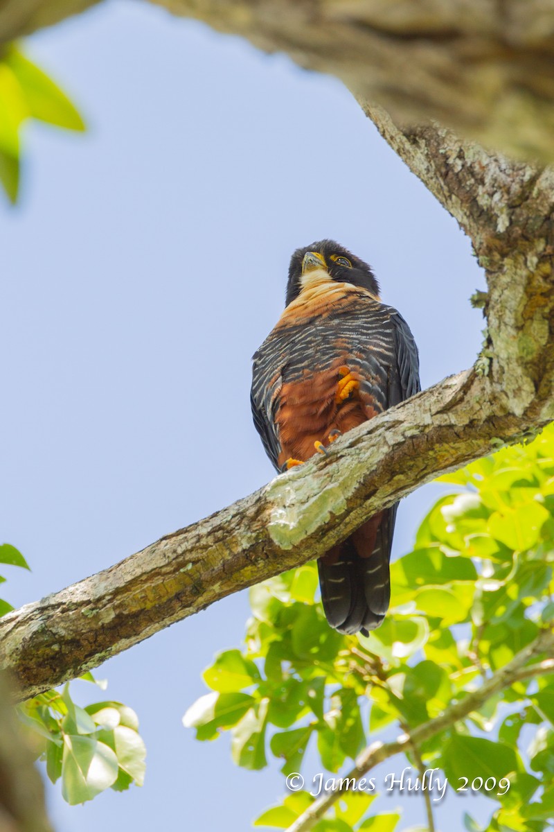 Bat Falcon - ML642878566